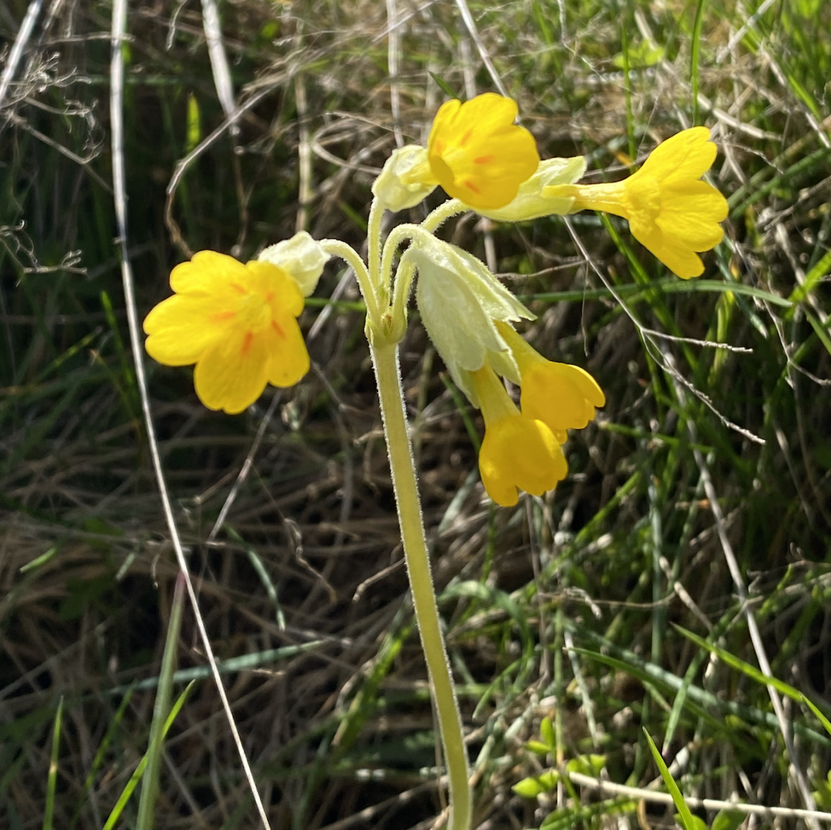 cowslip