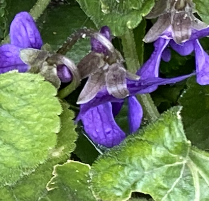 dog violet