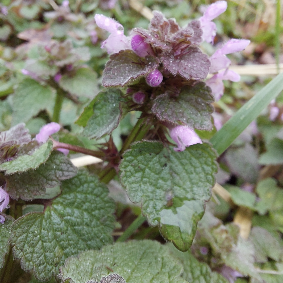 dead nettles