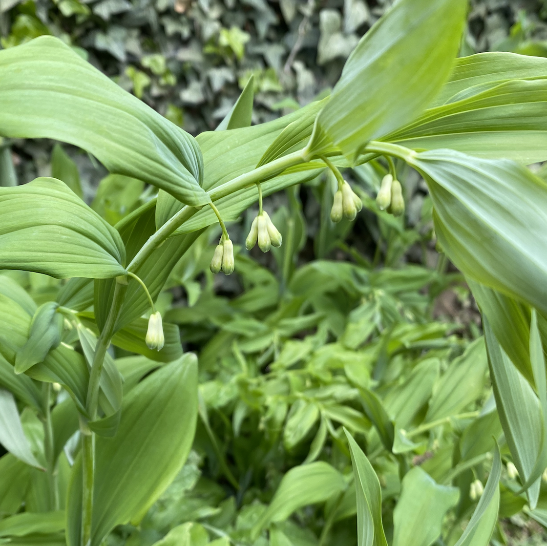 Solomon Seal